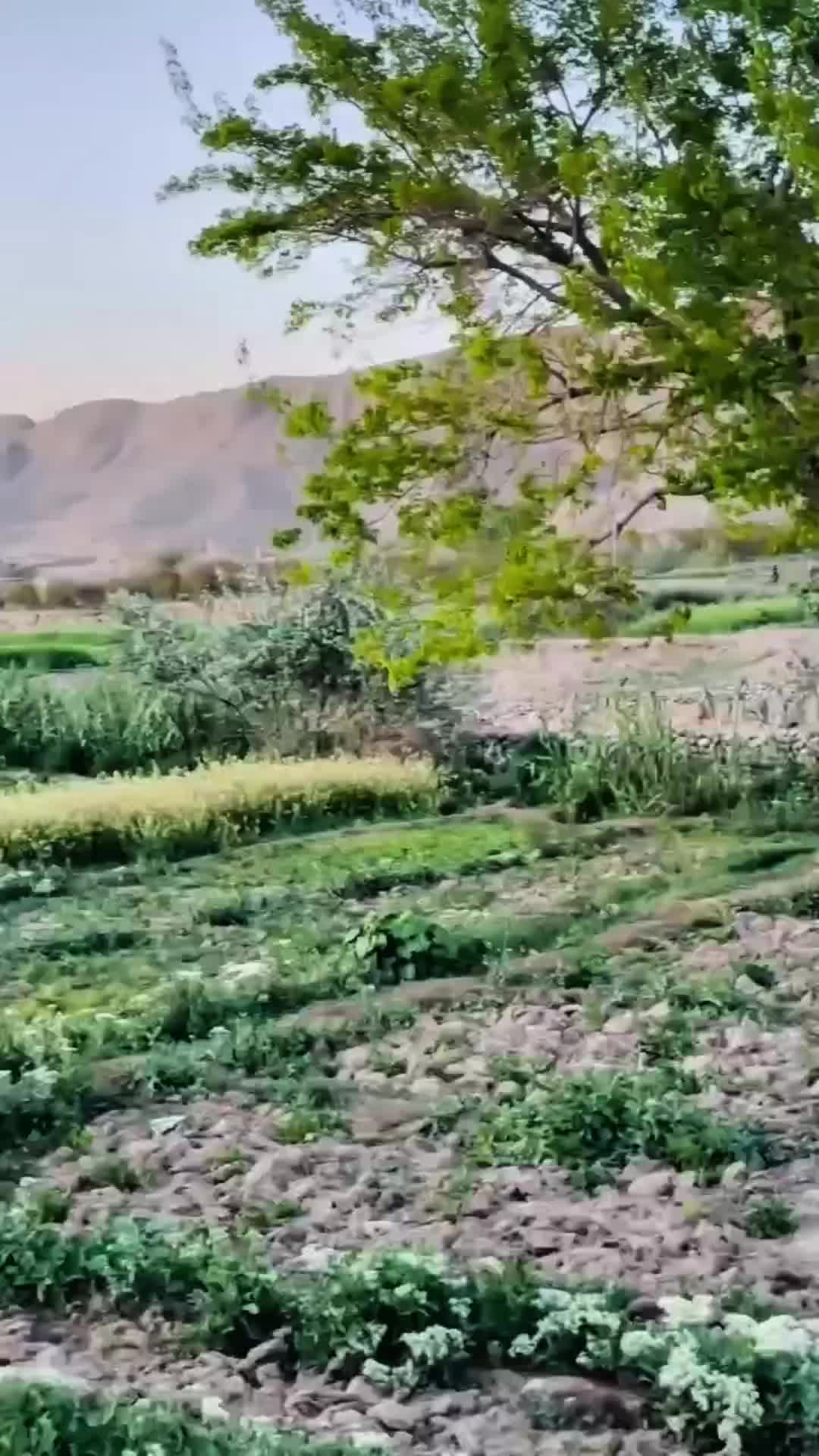 @Orangzaib❤️