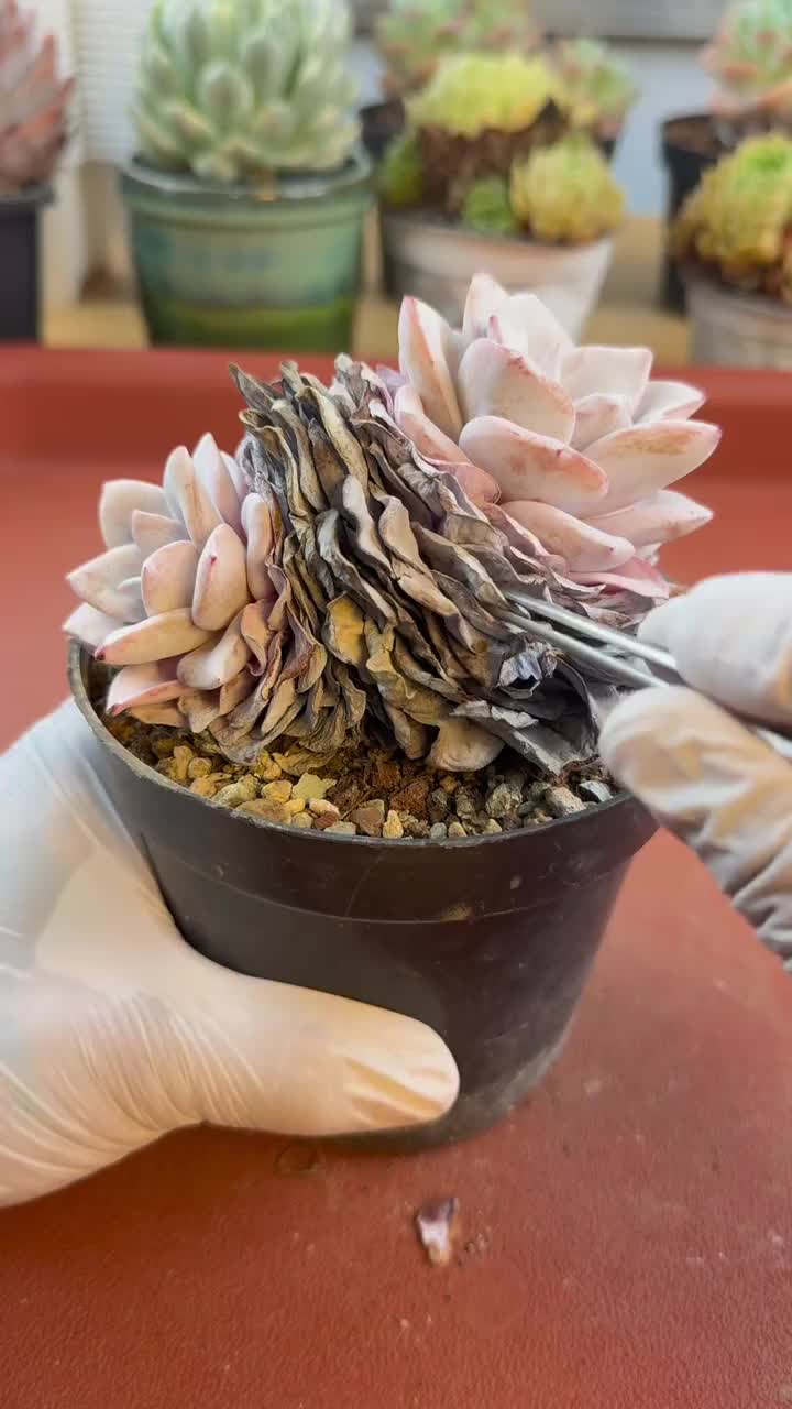 @LushSuccs