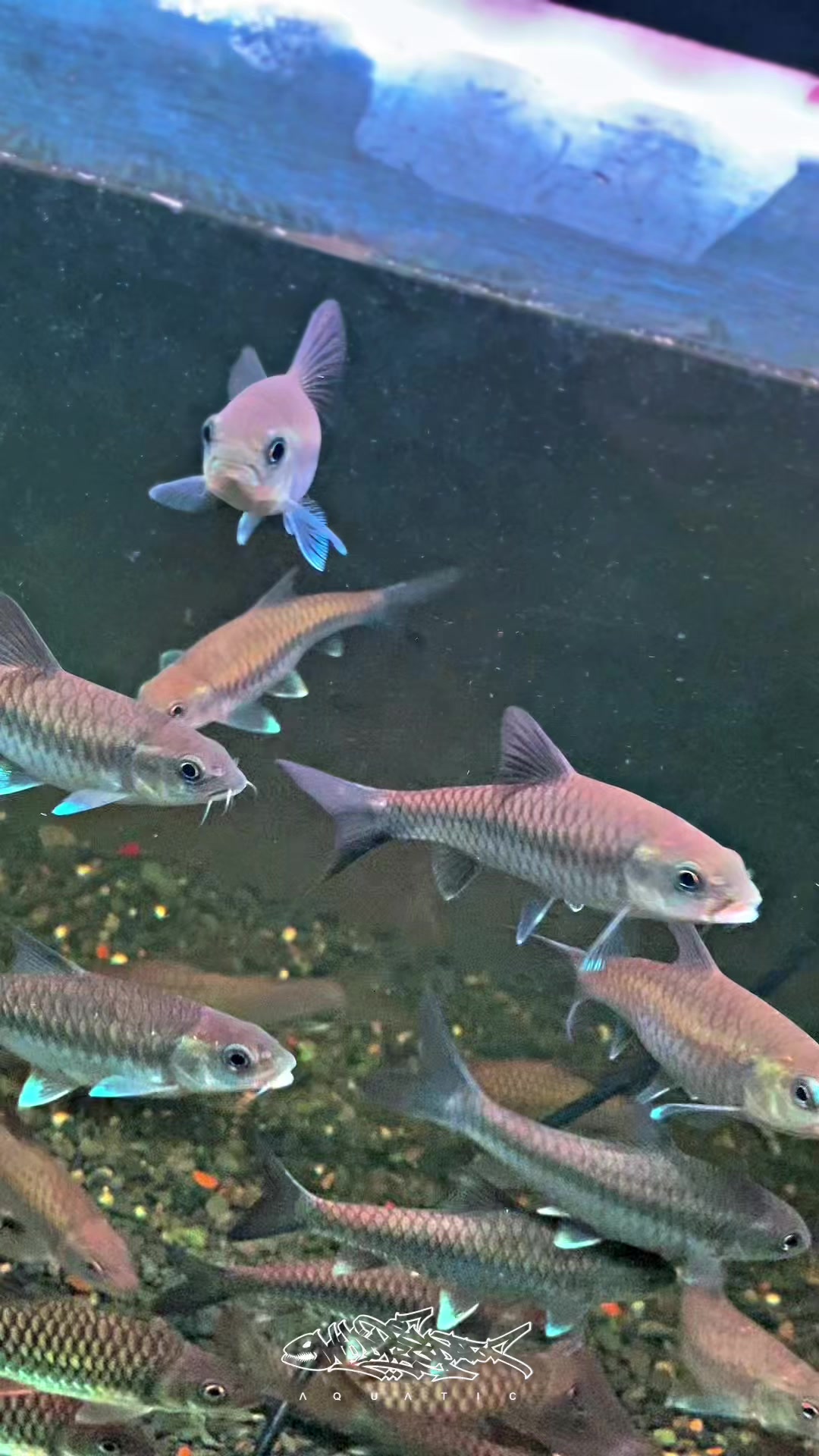 @Wild Predator Aquatic