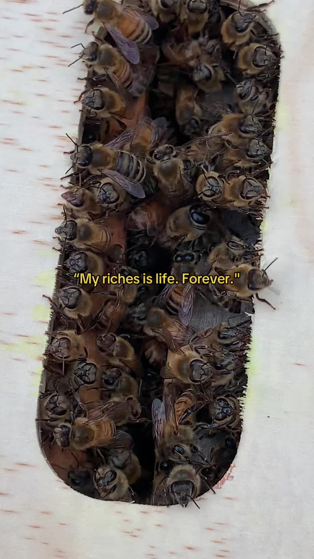 @miss honey 🐝