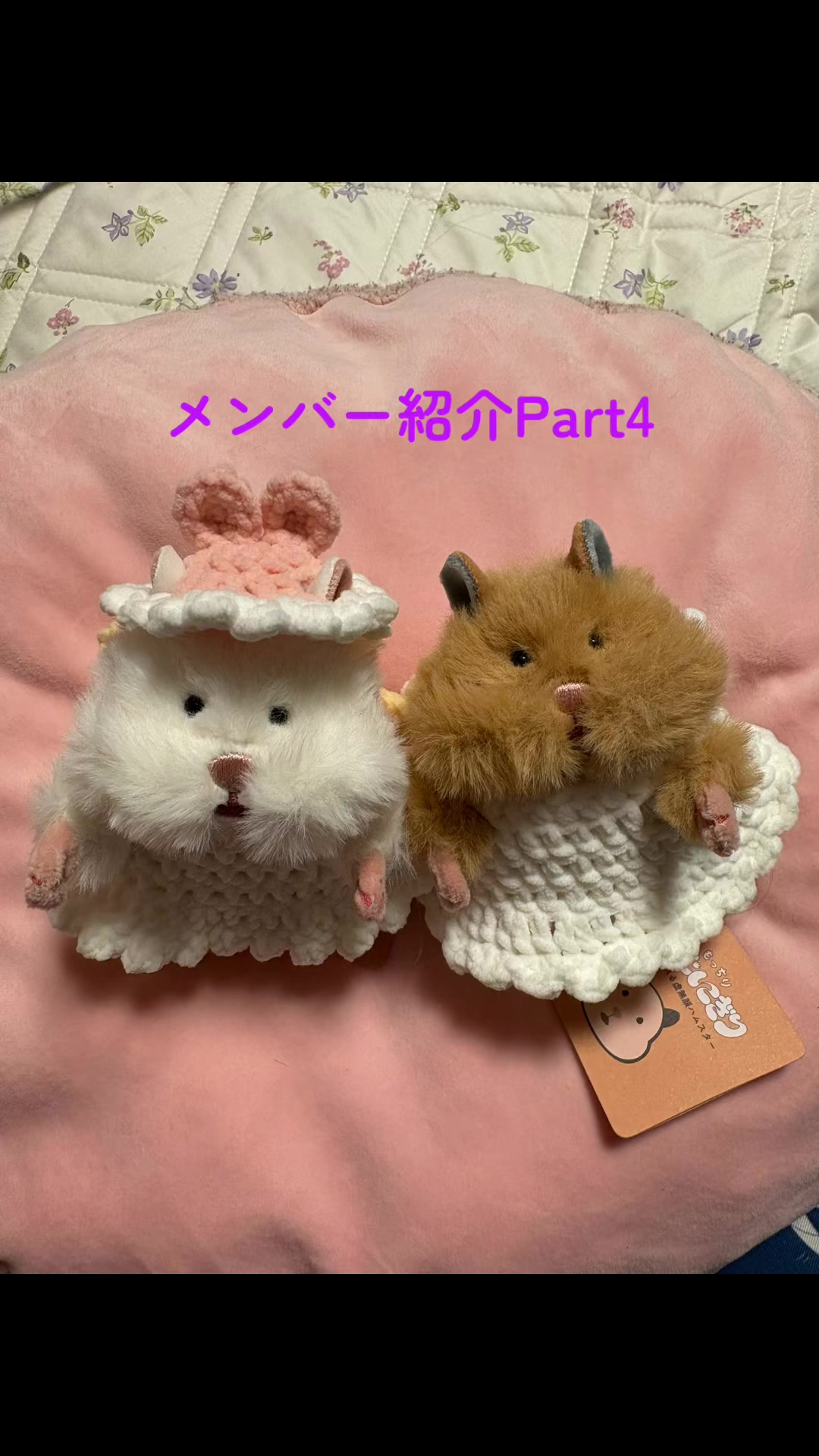 @はむにぎるね🌙