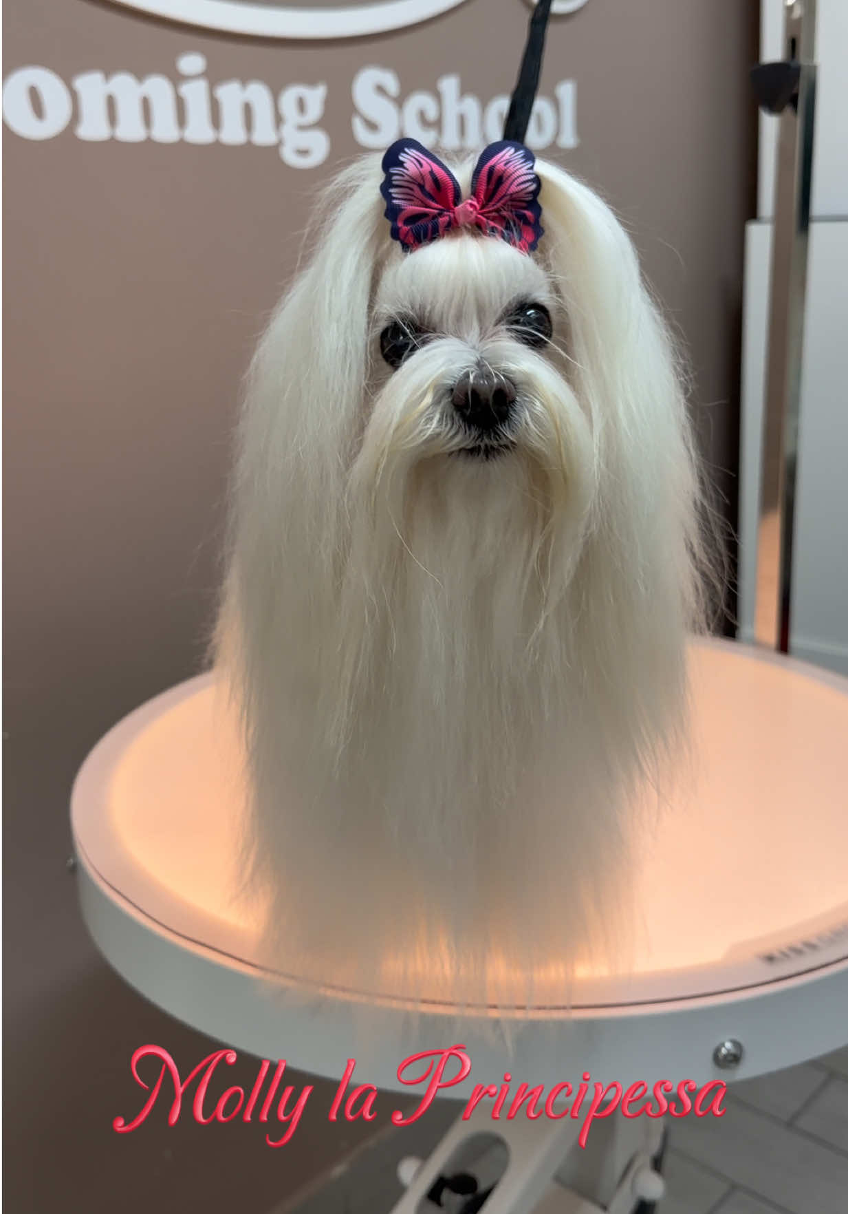 @NewDog Toelettatura & Pet Shop