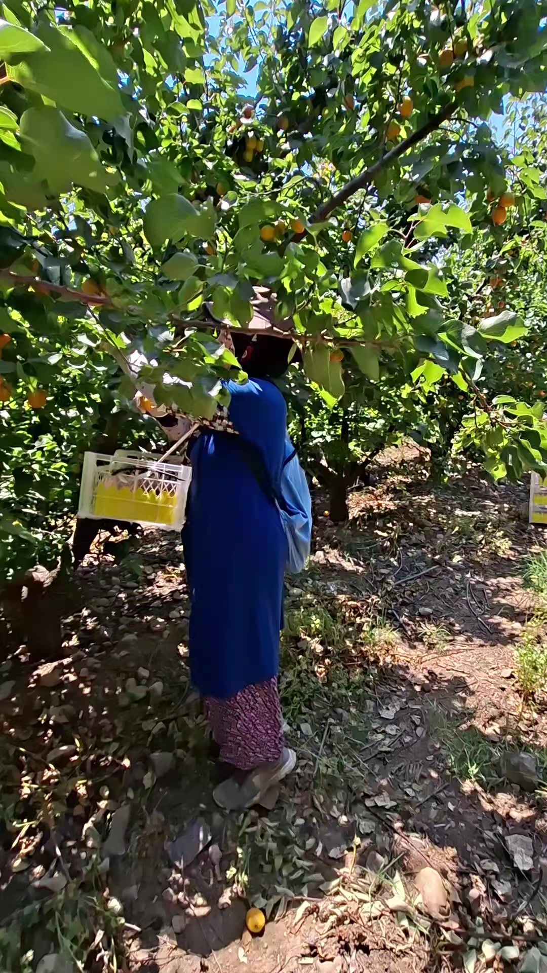 @kardelen