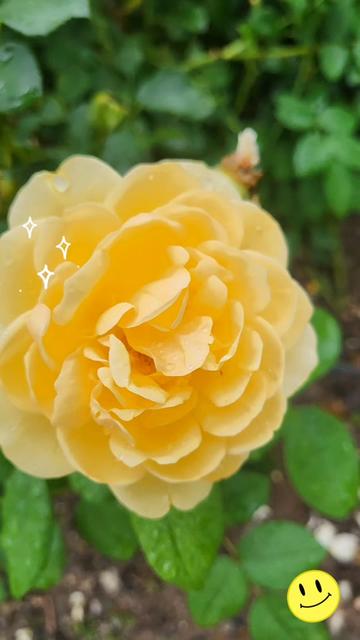 @๐๋น๋จ๊ณต์ฃผ๐