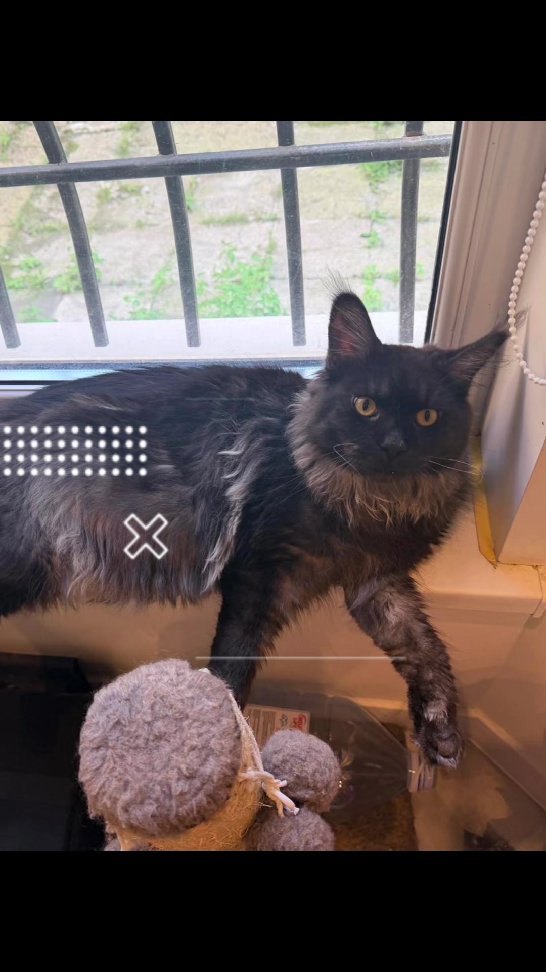 @PARAKENTOS*UA Maine coon