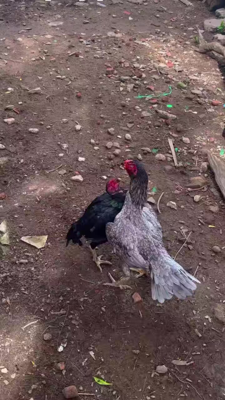 @꧁༒☬ঔৣ 𝓐𝓼𝓮𝓮𝓵ঔৣ☬༒꧂
