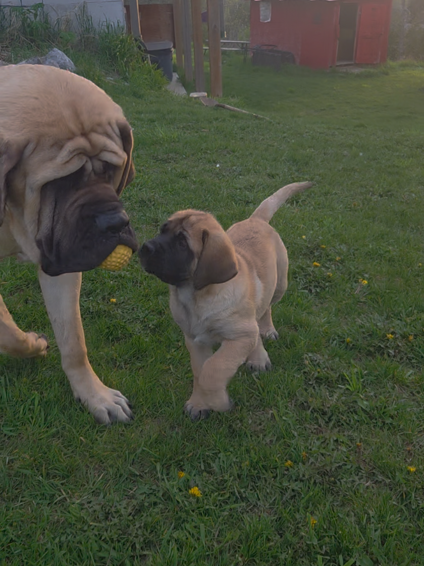 @Maple Mastiffs