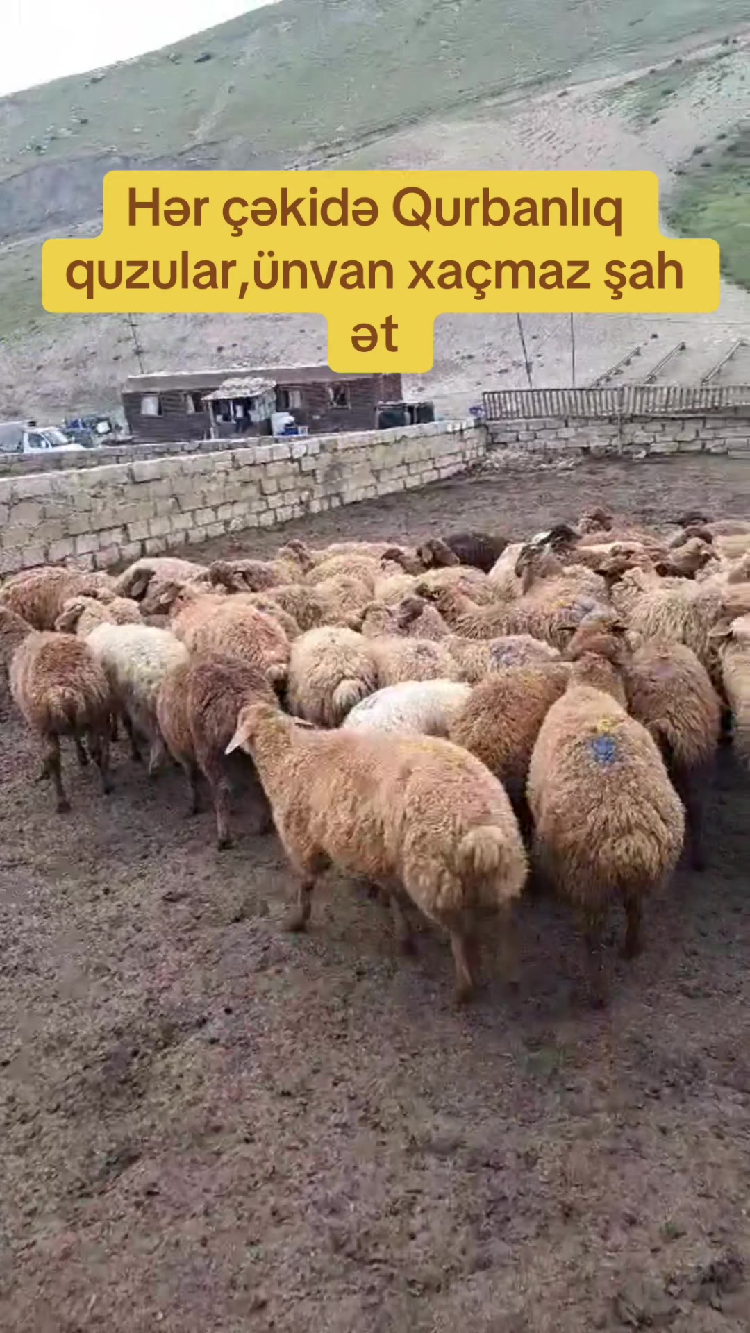 @Şah_Ət_Xaçmaz