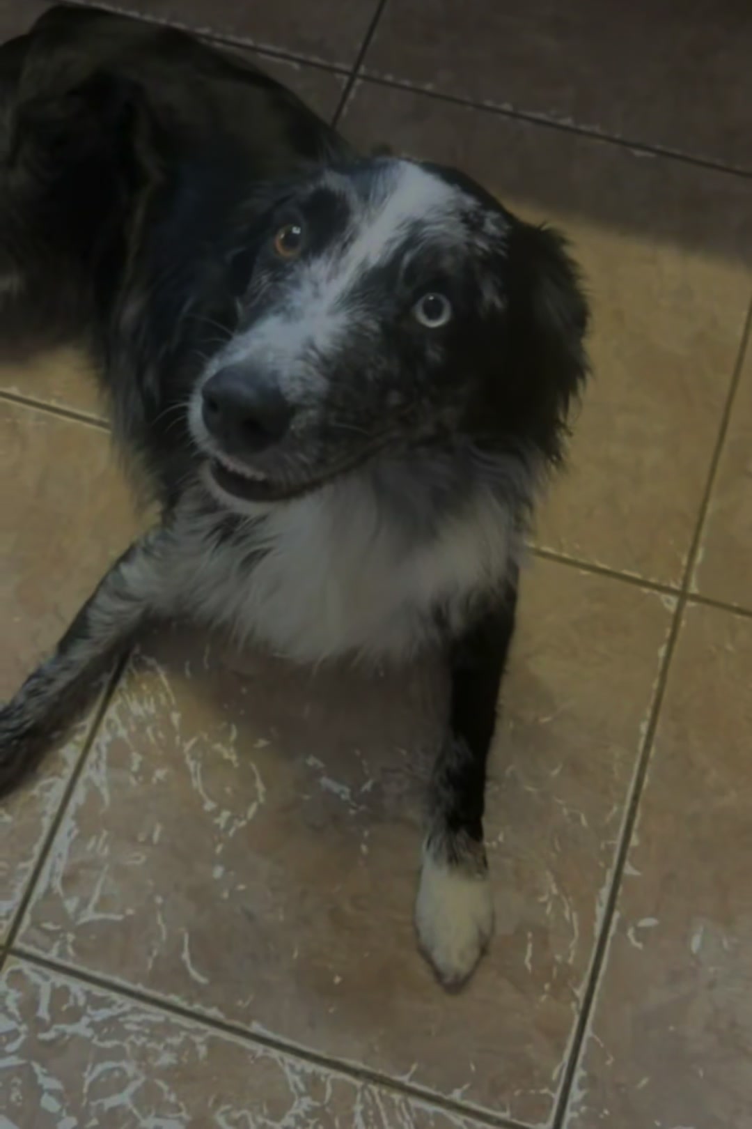 @K9 Dina
