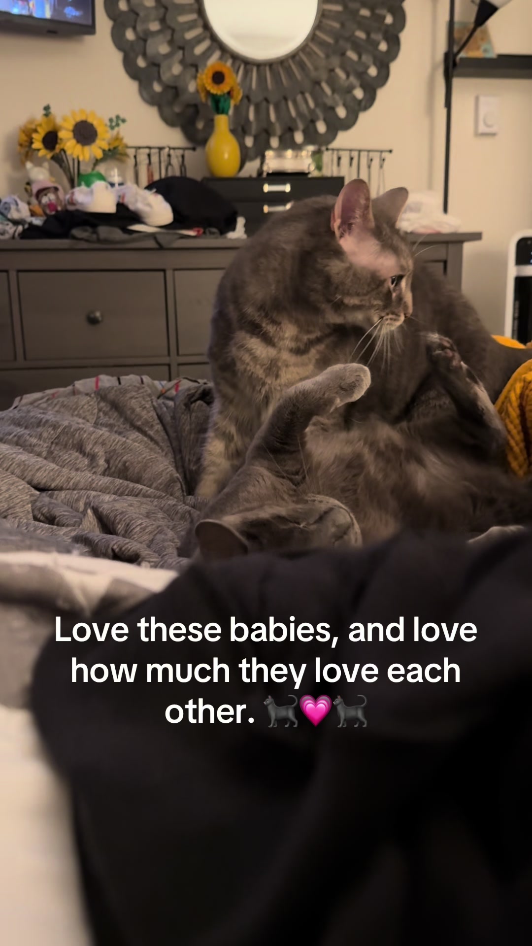 @my2blindcats
