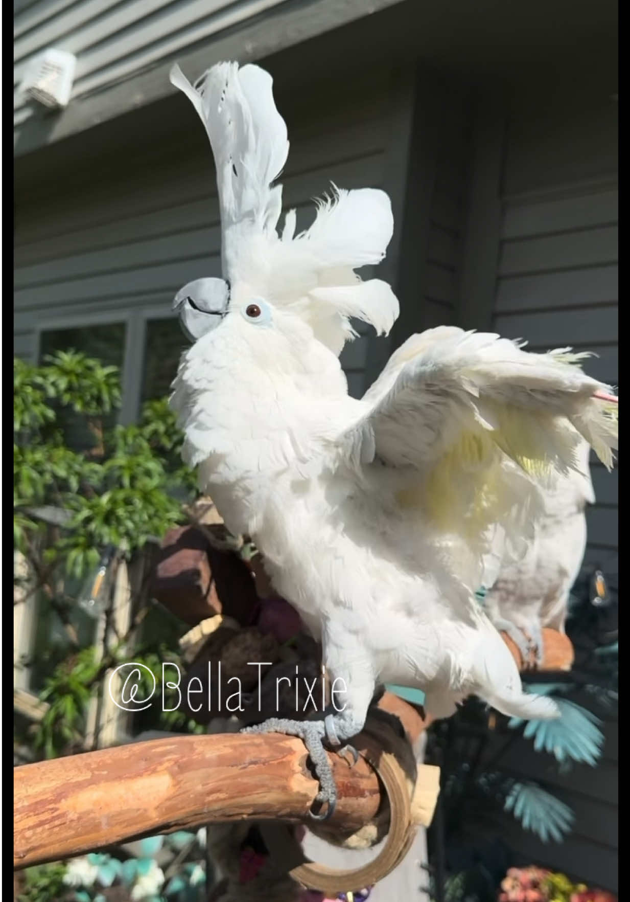 @bella_trixie_official