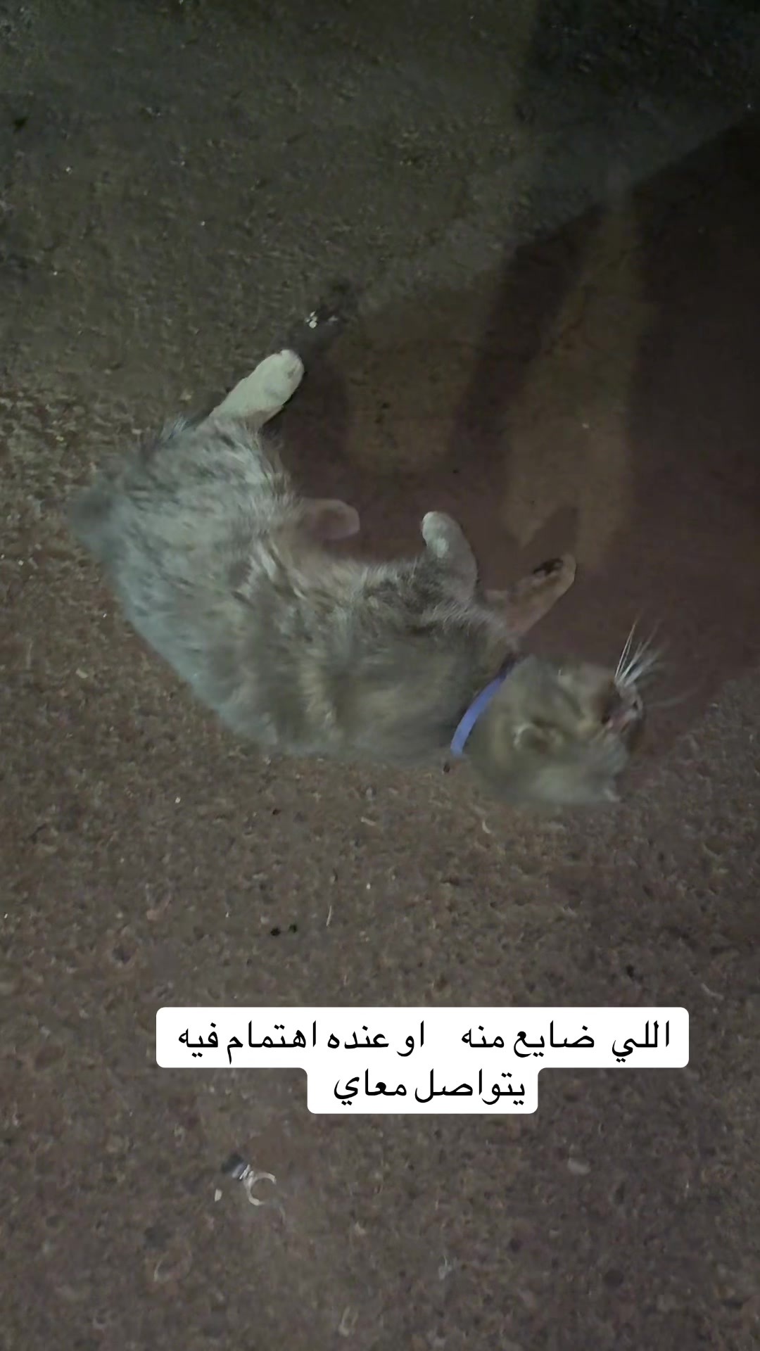 @سالم&ensp;عقلا البلوي
