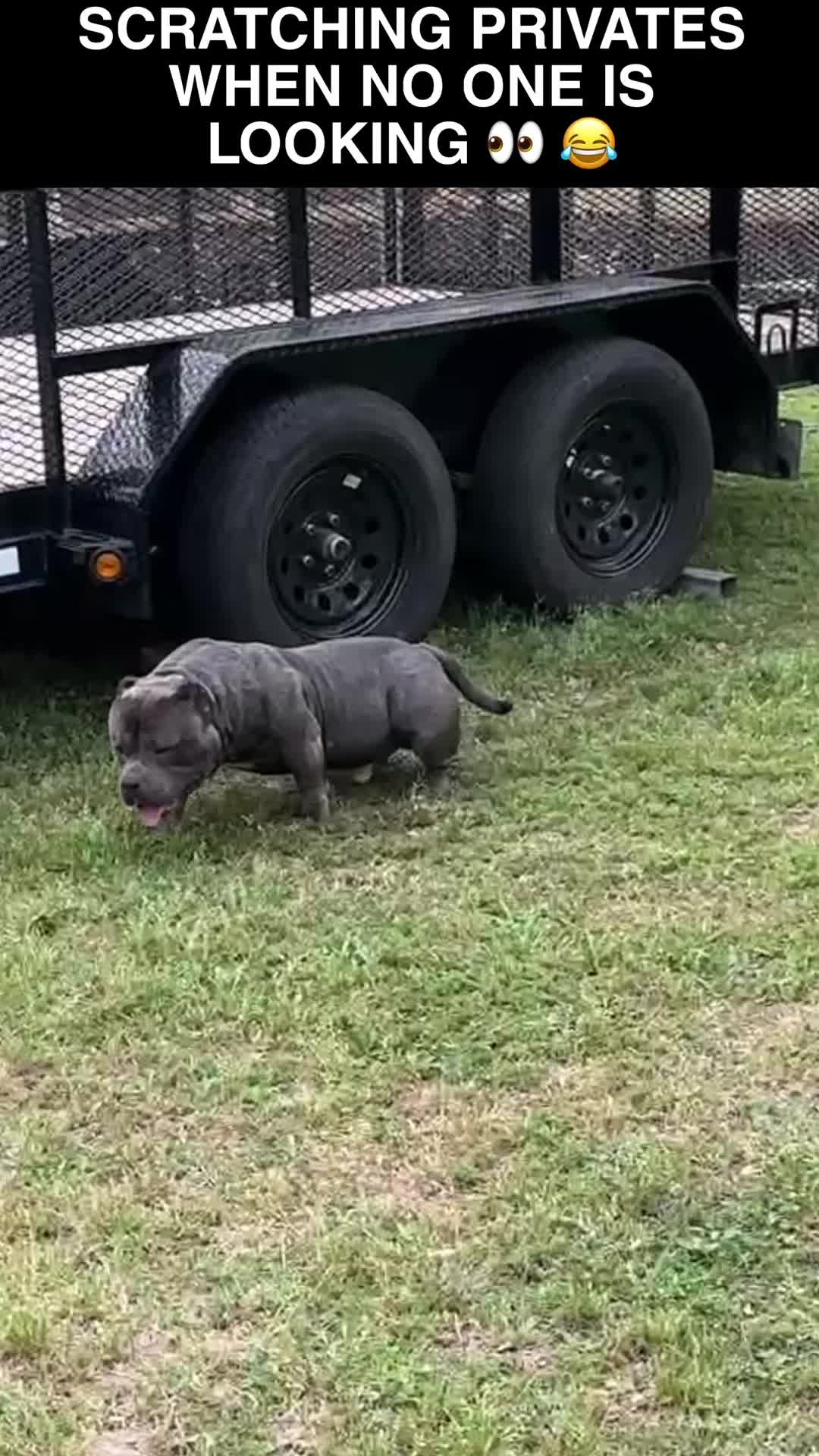 @QBN Kennel