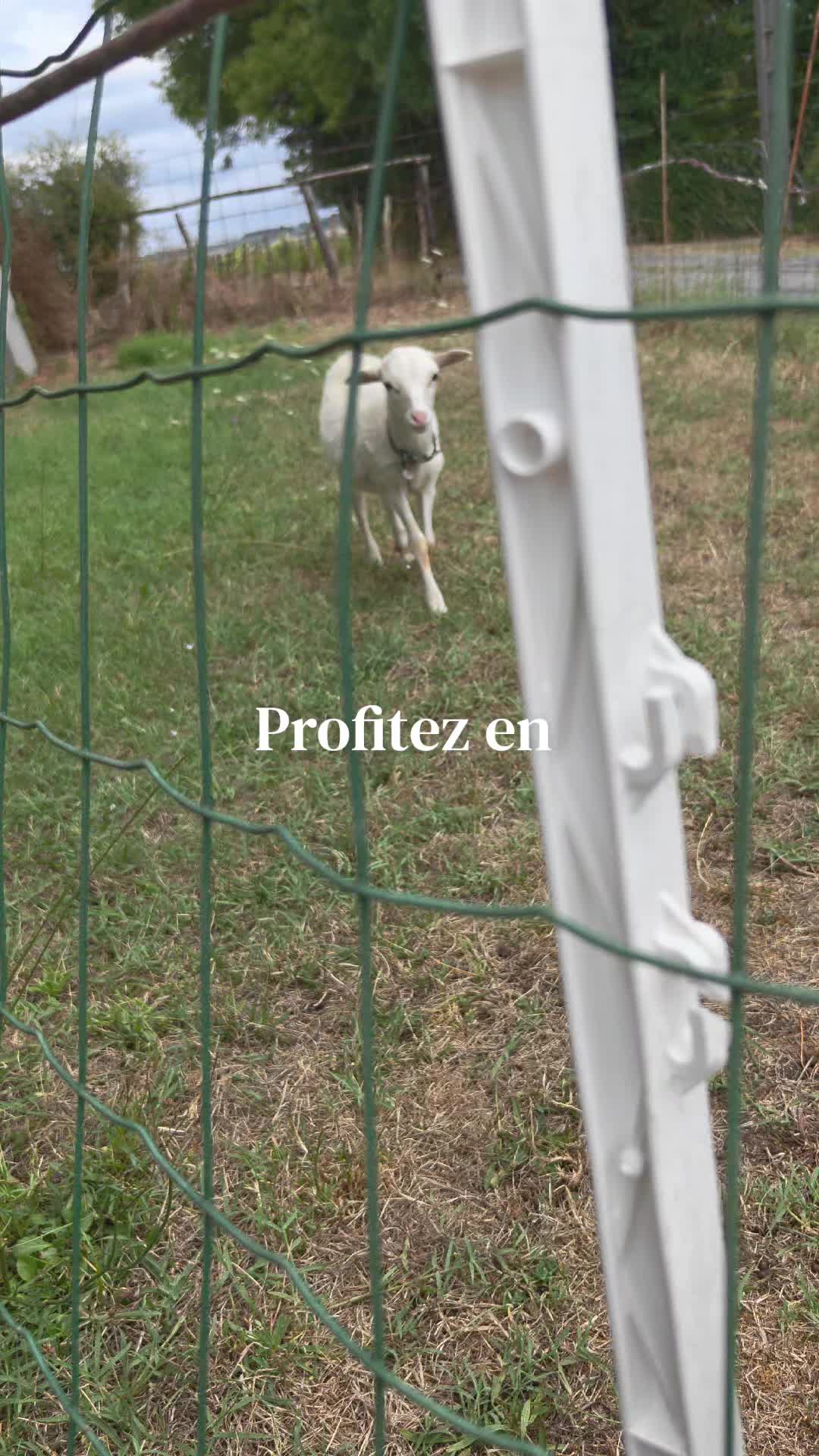 @AhlFa