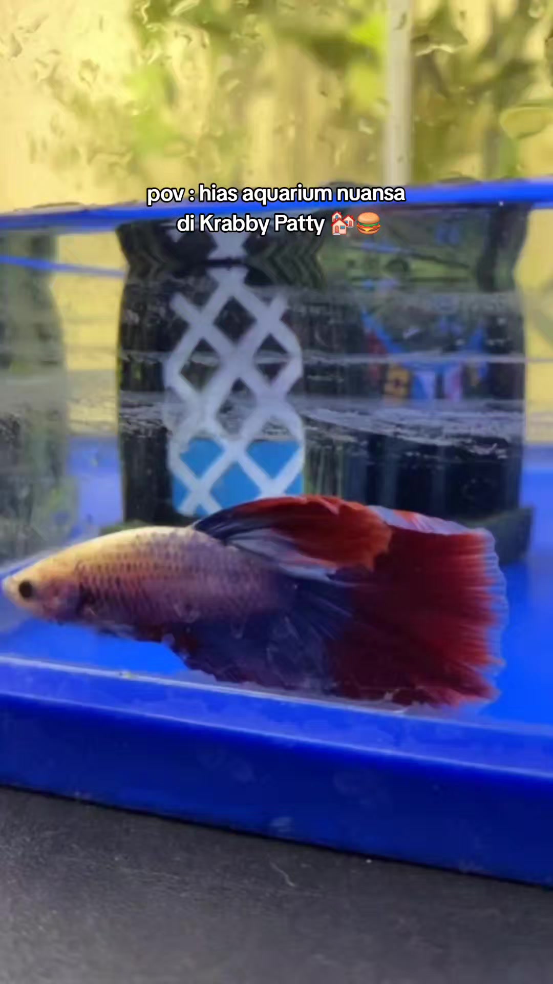 @TamaGo Pet