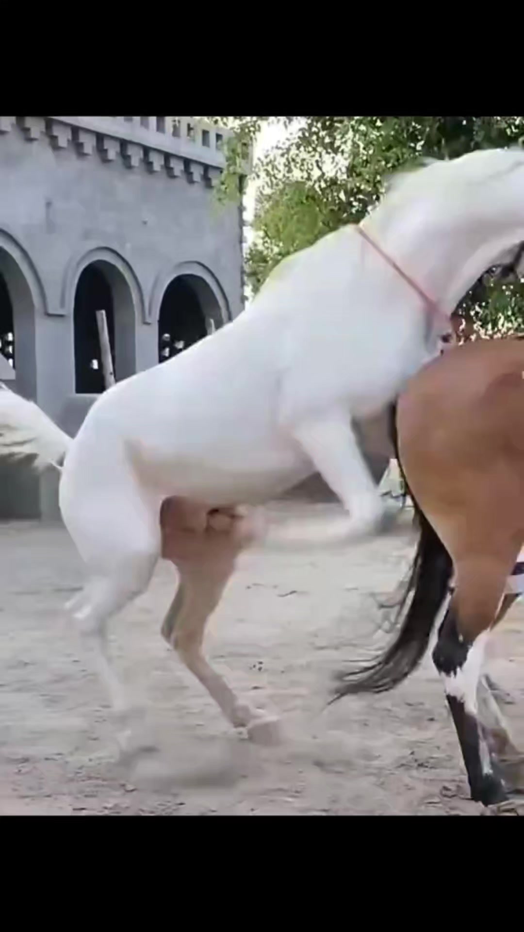 @love animal