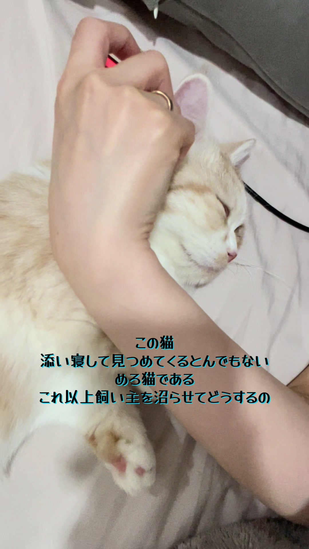 @ใปใฃใ๐๐