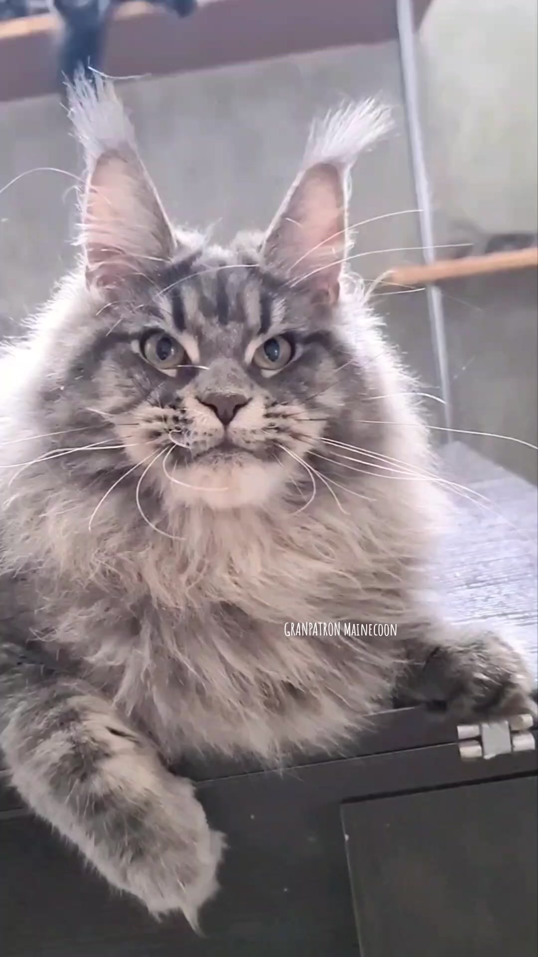 @Maine coon kitten