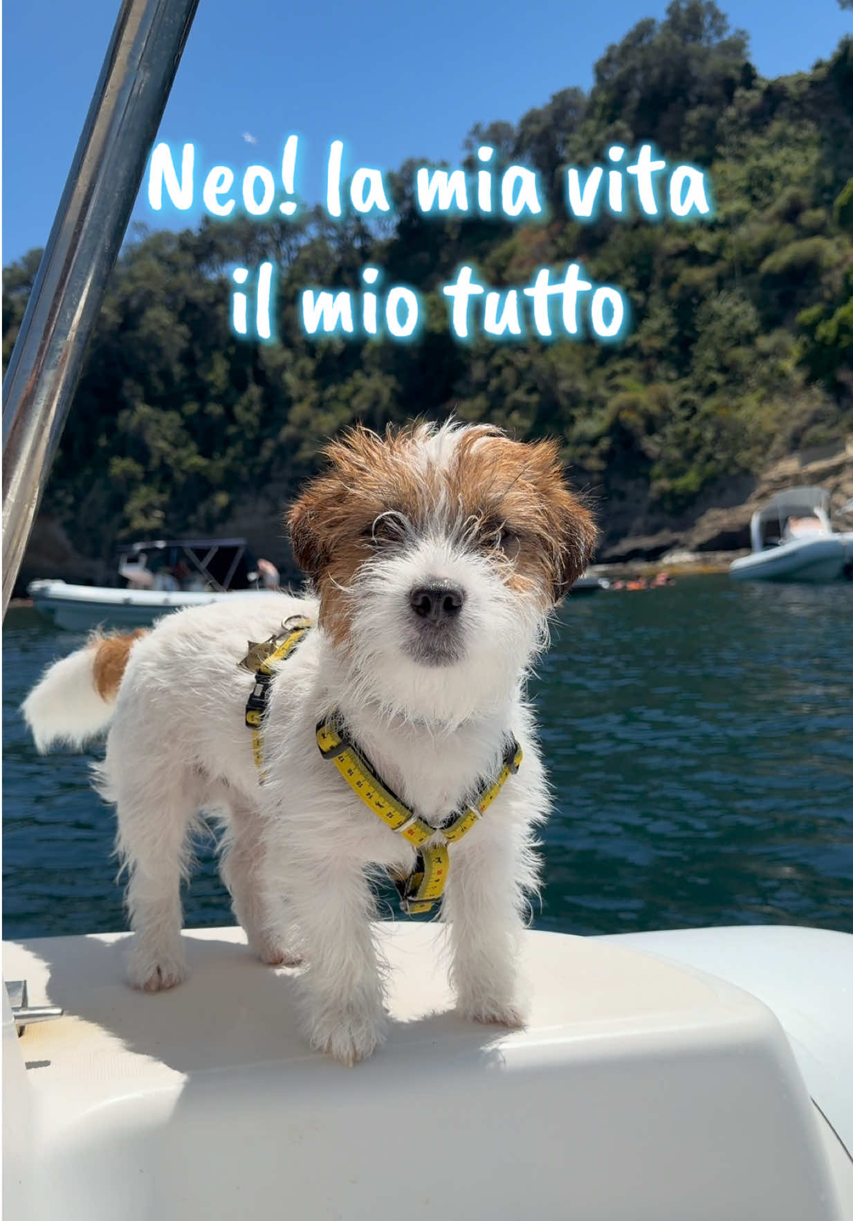 @NewDog Toelettatura & Pet Shop