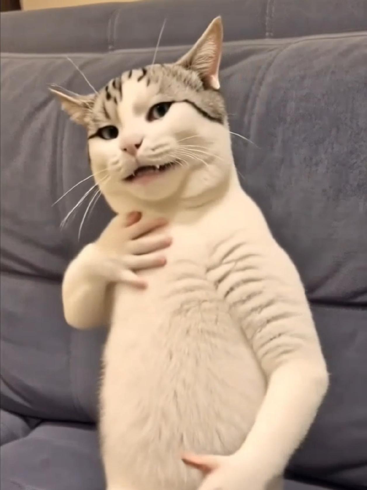 @Я кошка Зинаида
