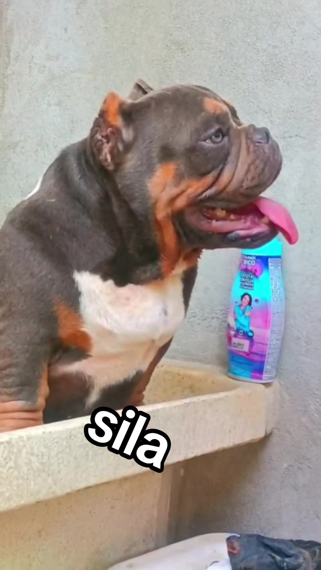 @arevalobullsper&uacute;
