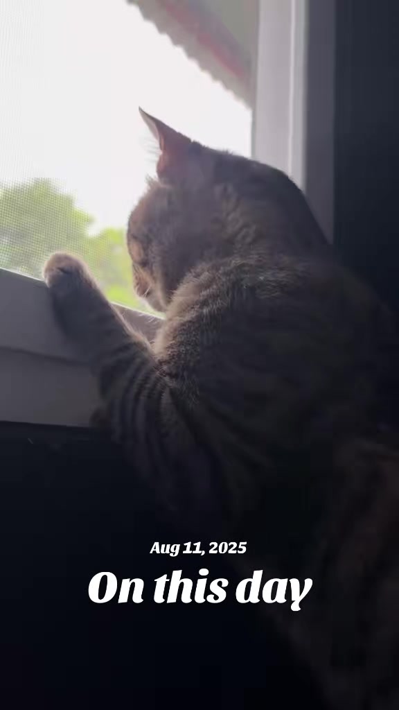 @TheCatFather