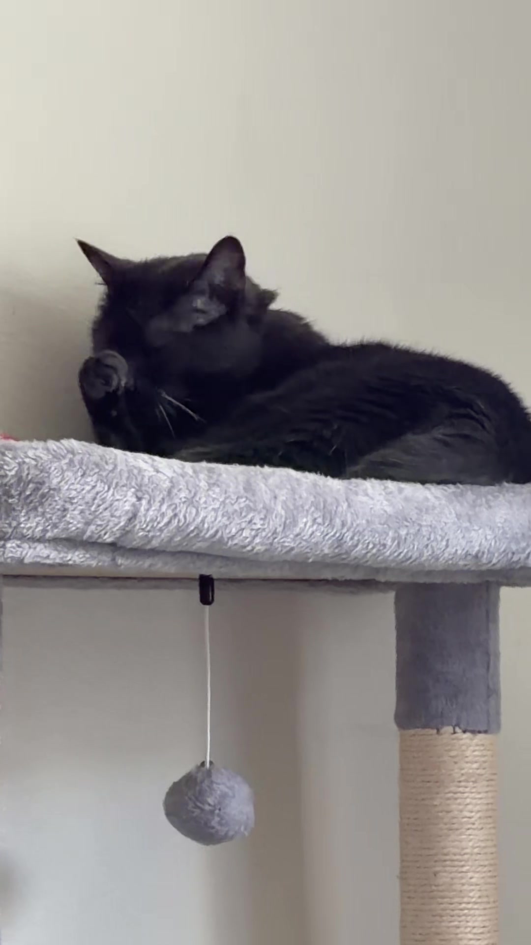@zeldathecutecat
