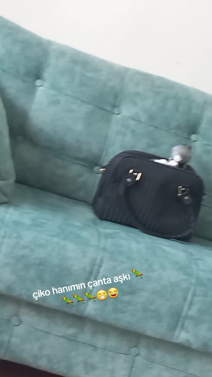 @Serpil Karaman