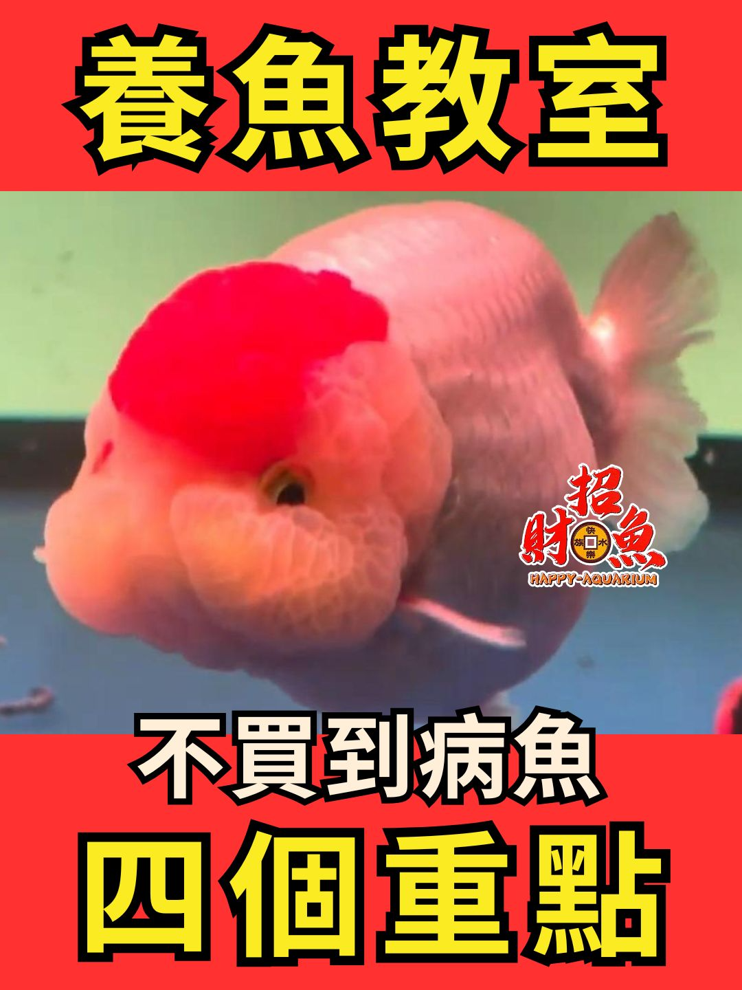 @招財魚水族精品