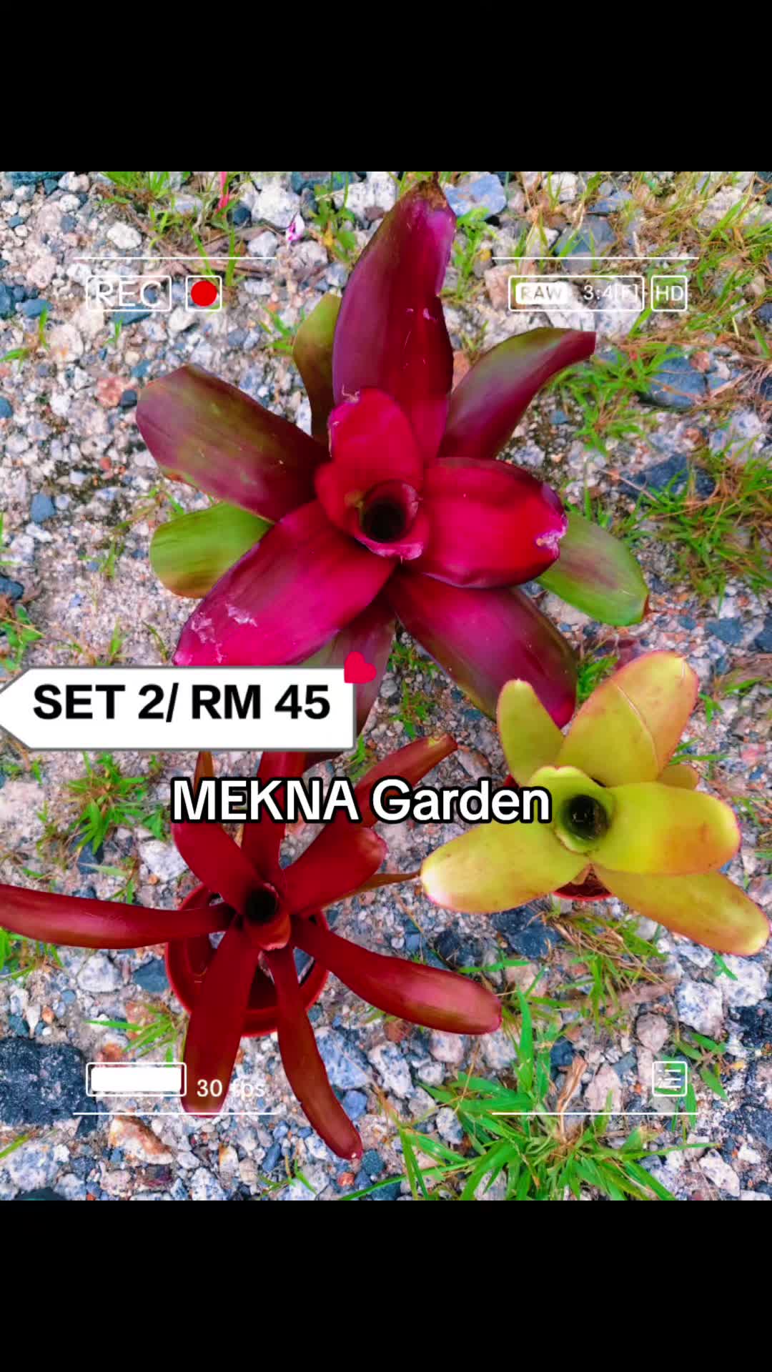 @MEKNA Garden