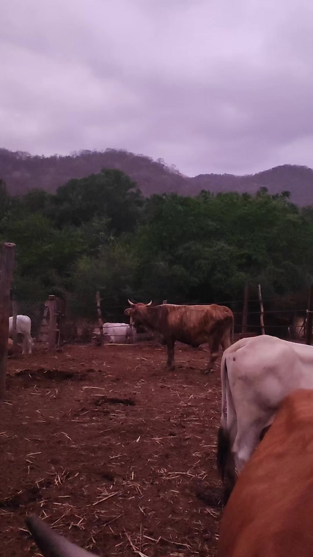 @Que bonito es lo 🐺 bonito🤠