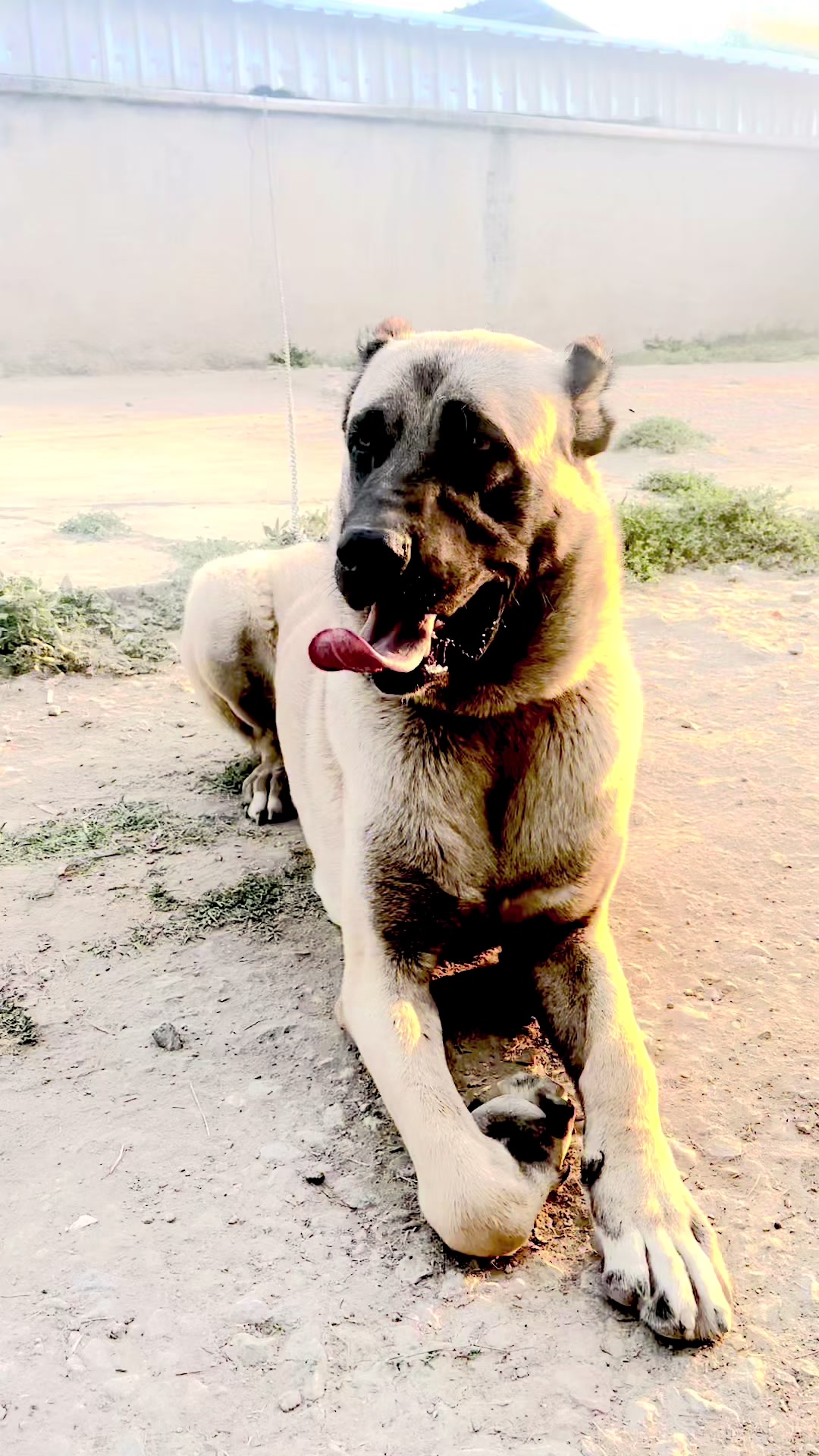 @MamoŞ tapaNn