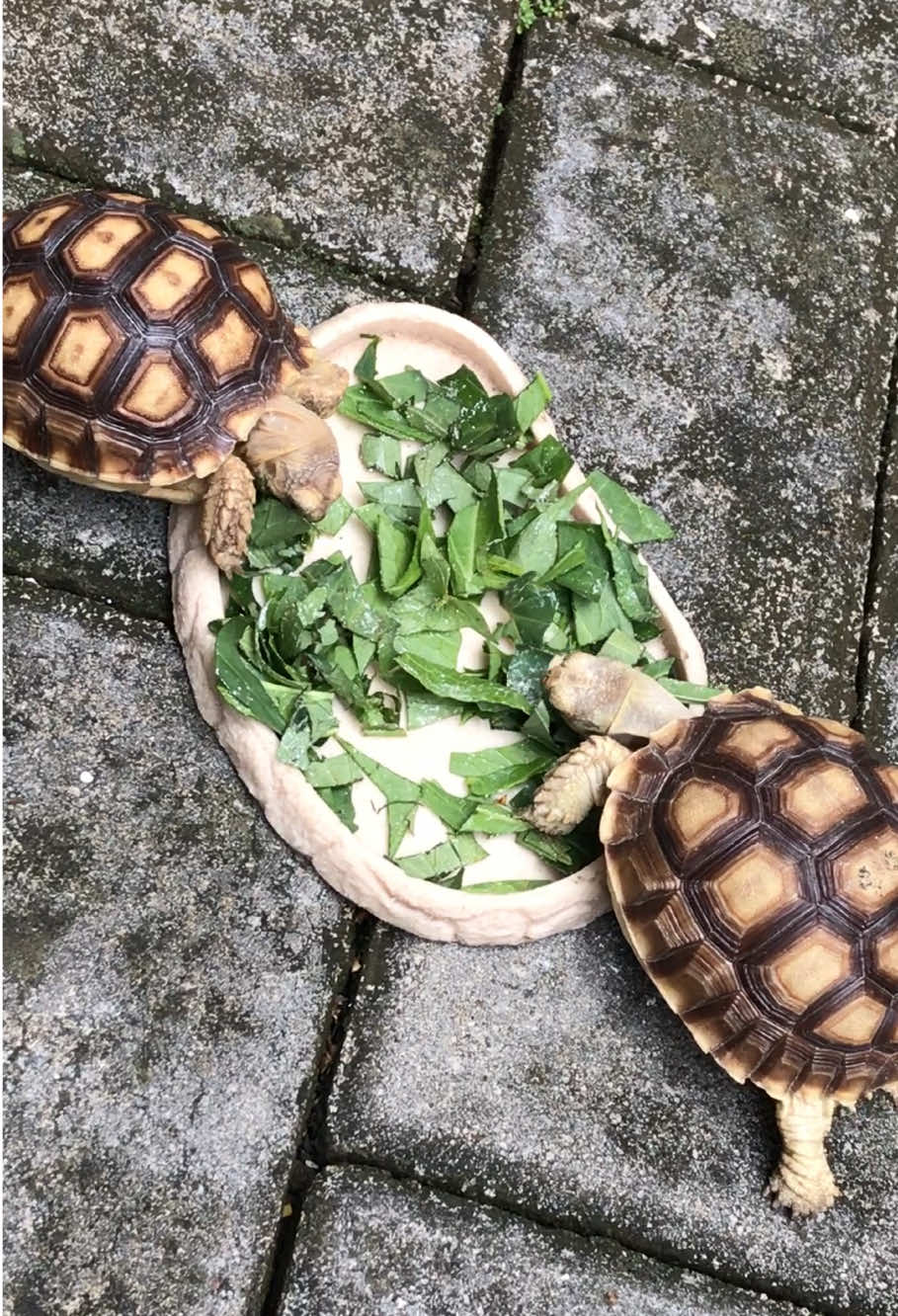 @MYtortojourney 🐢