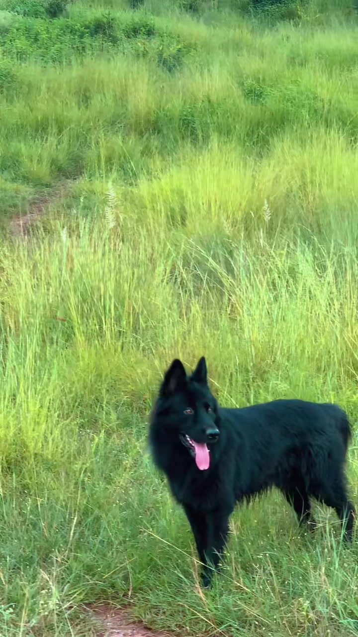 @Black German Shepherd😈