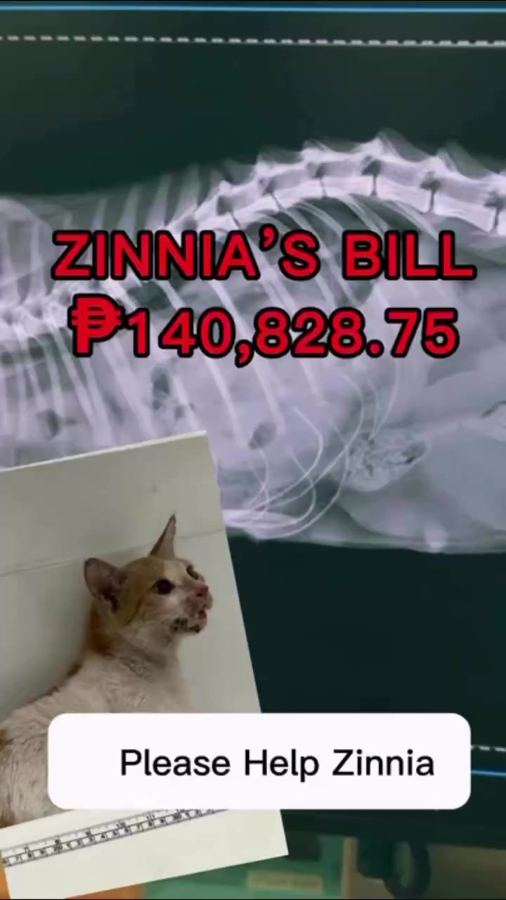 @Cats of BGC