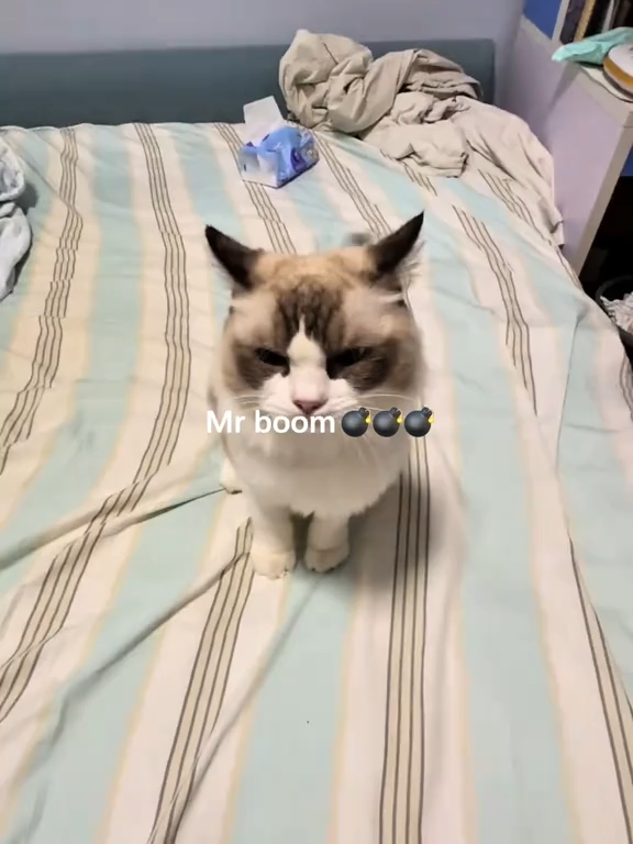 @cats