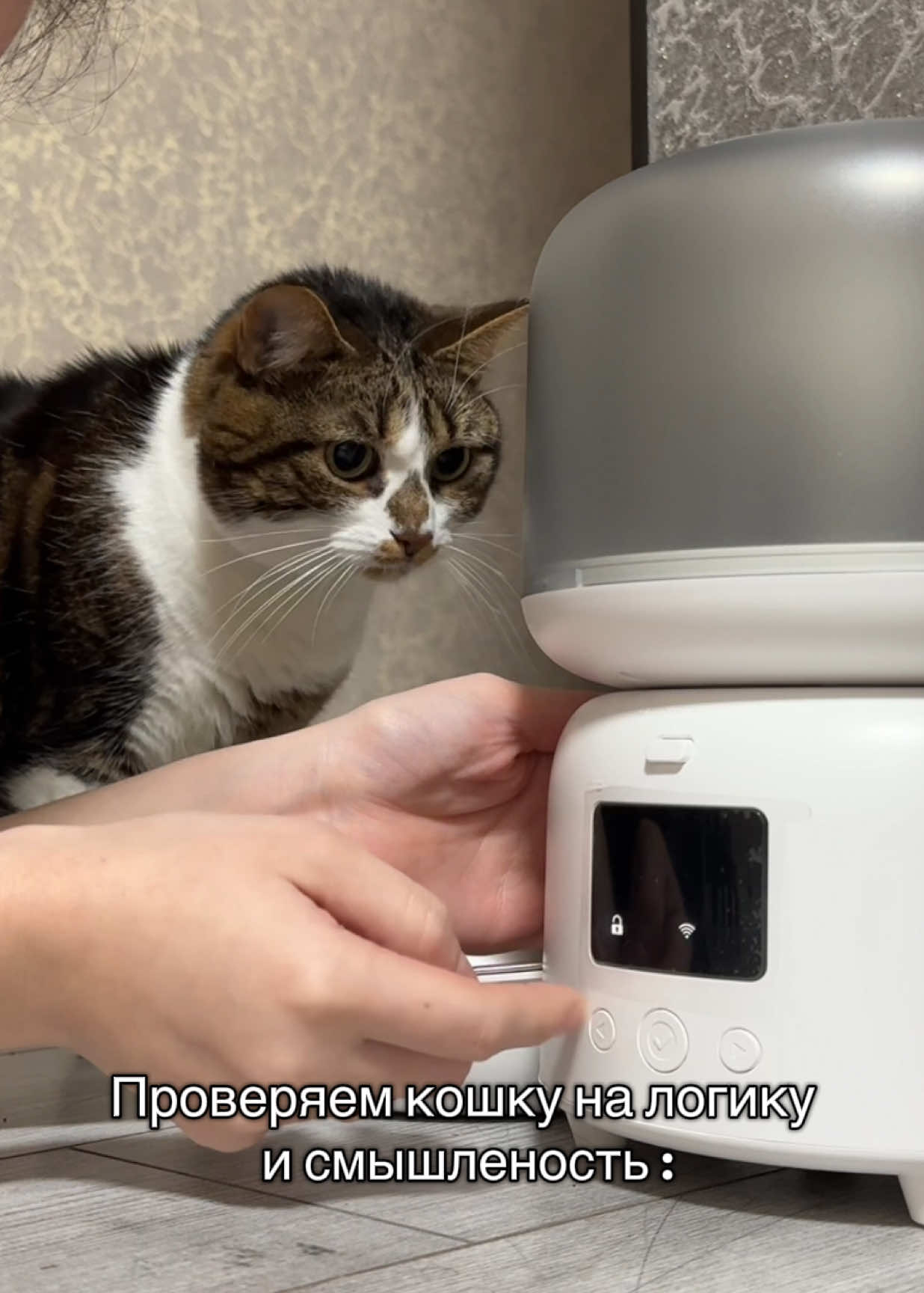 @Спасенные с улицы котики ❤️