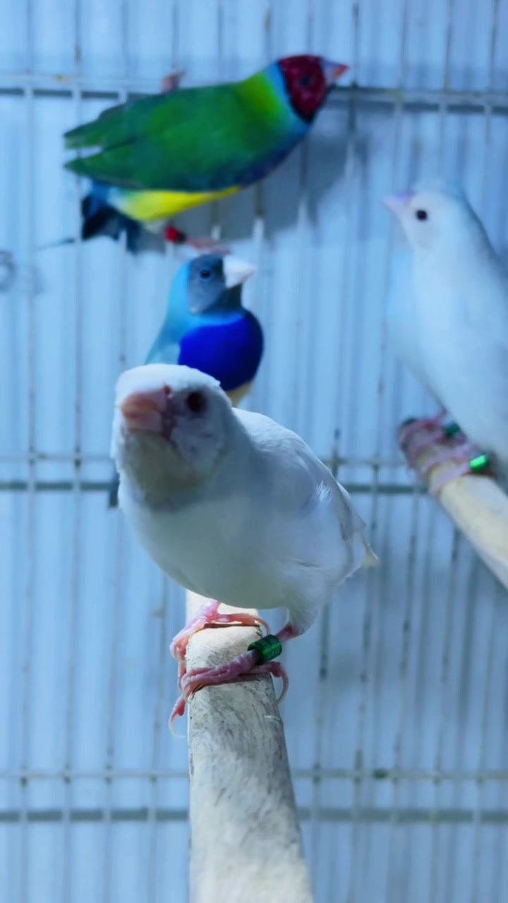 @Lala Aviary