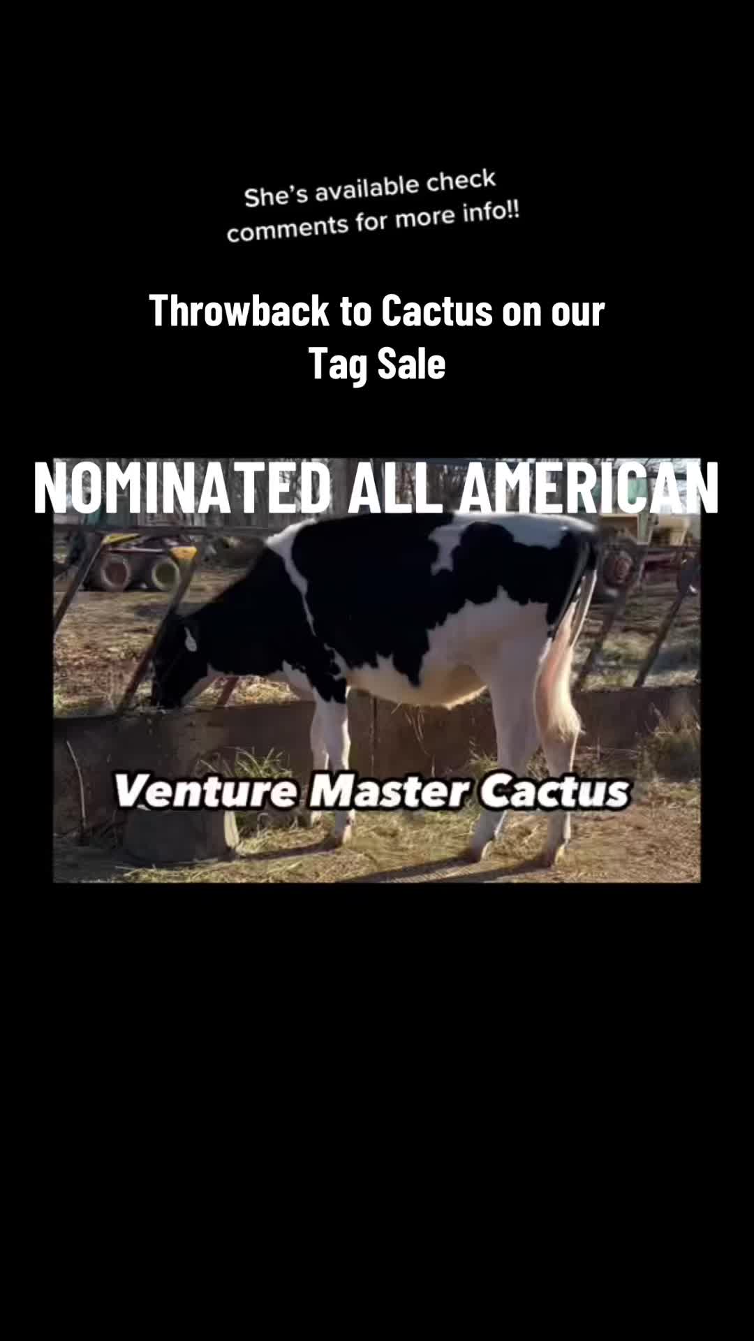 @Venture Holsteins