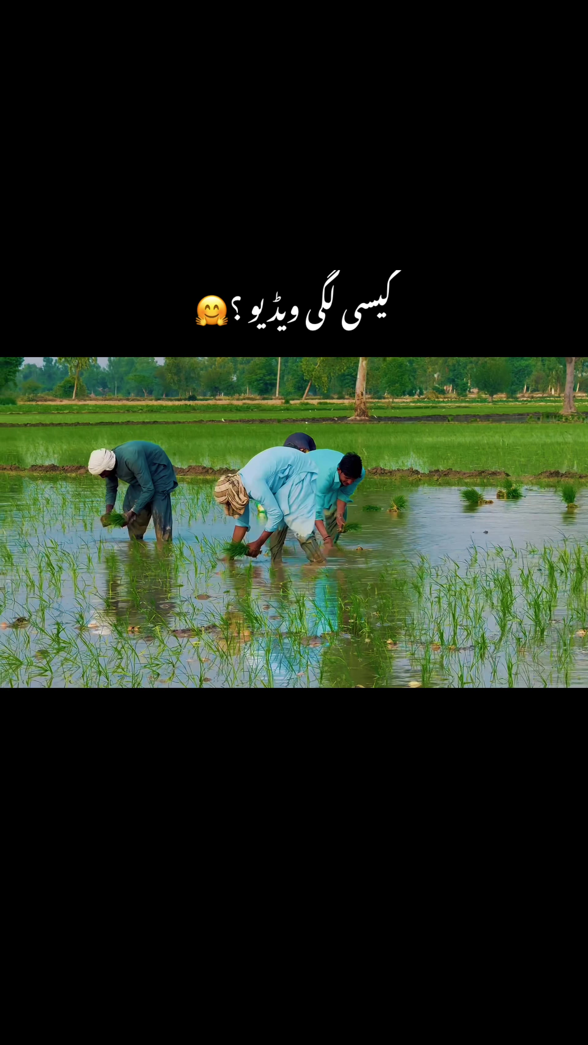 @میاں اسد صاحب🍁🌱