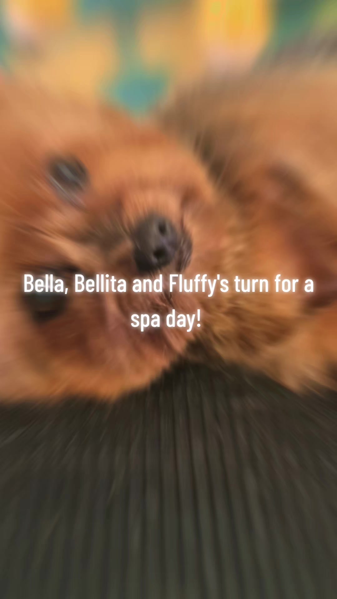 @Pet Stylist Christina