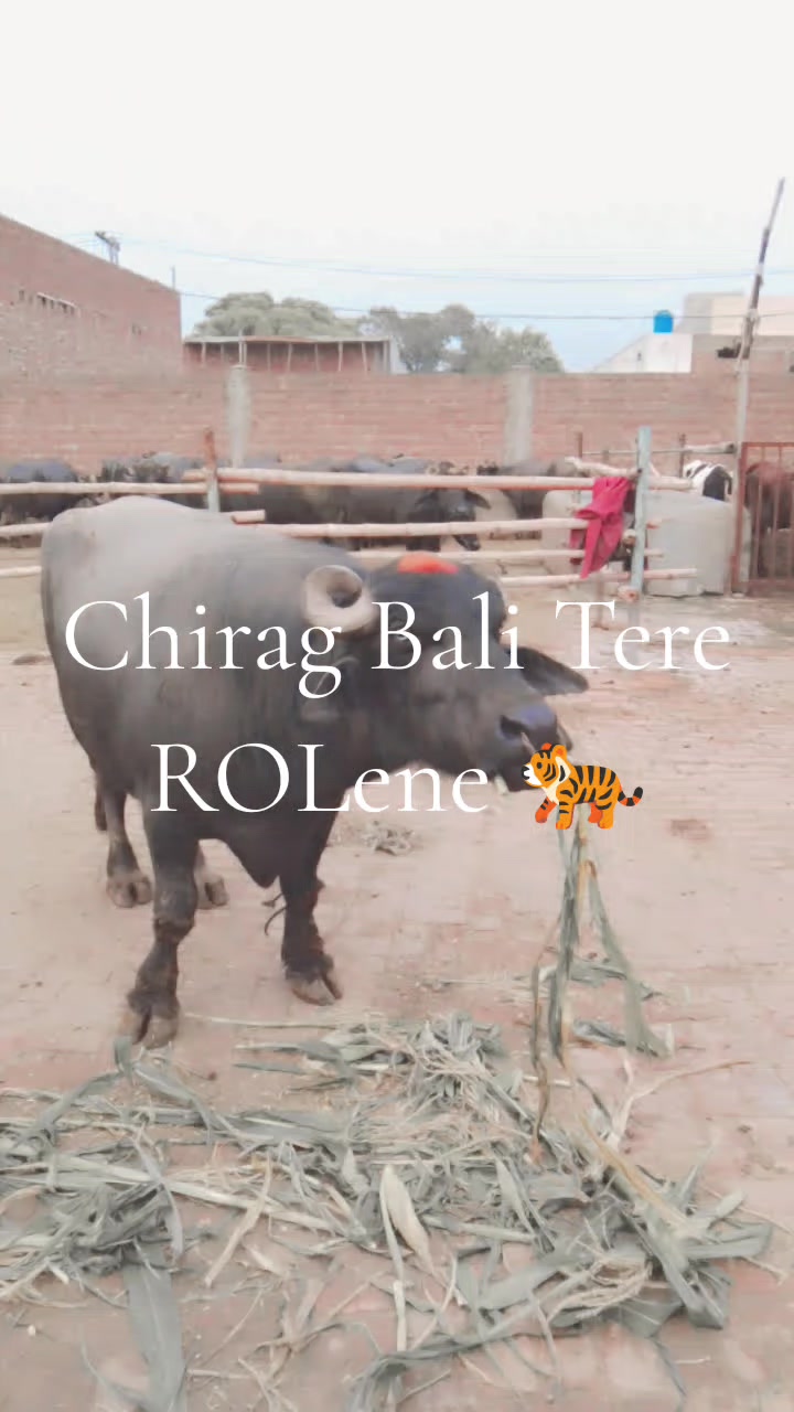@rehmatgujjar