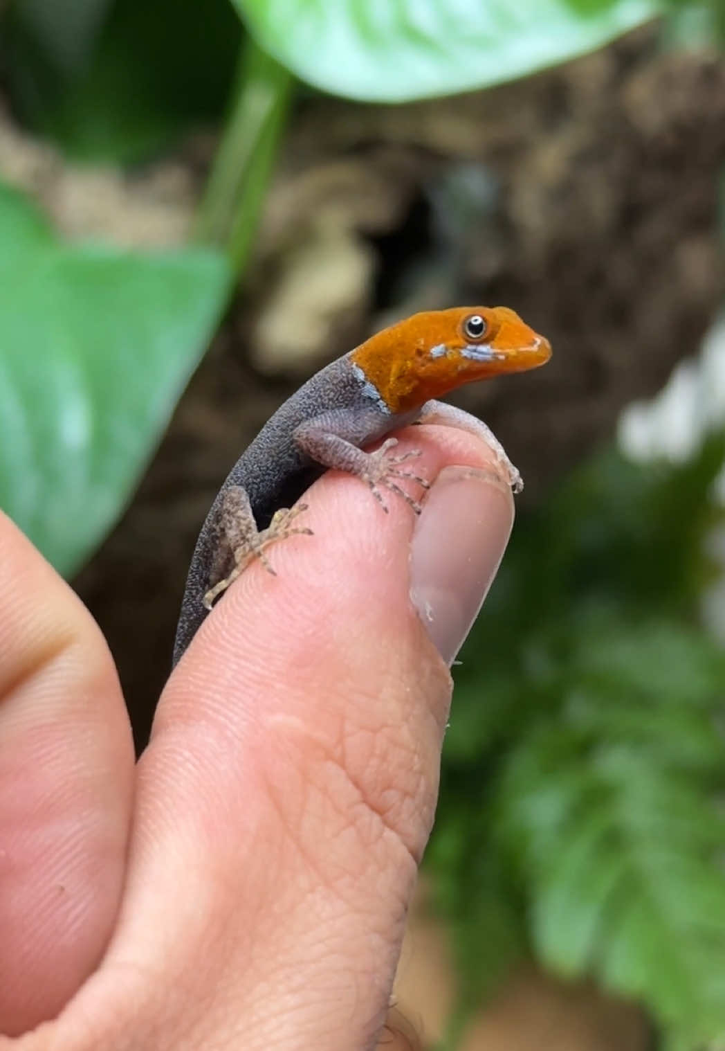 @HerpTime