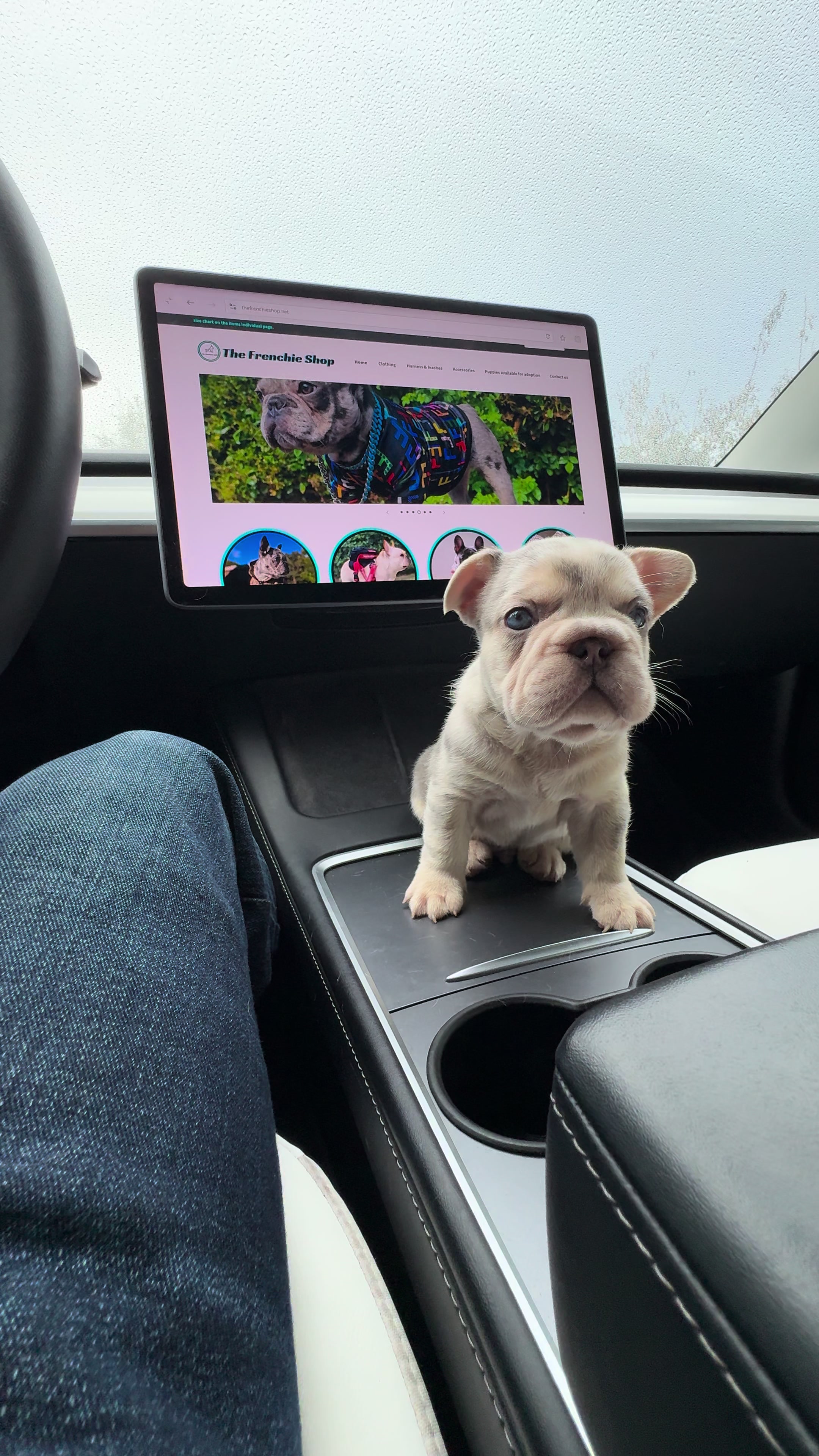 @TheFrenchieShop