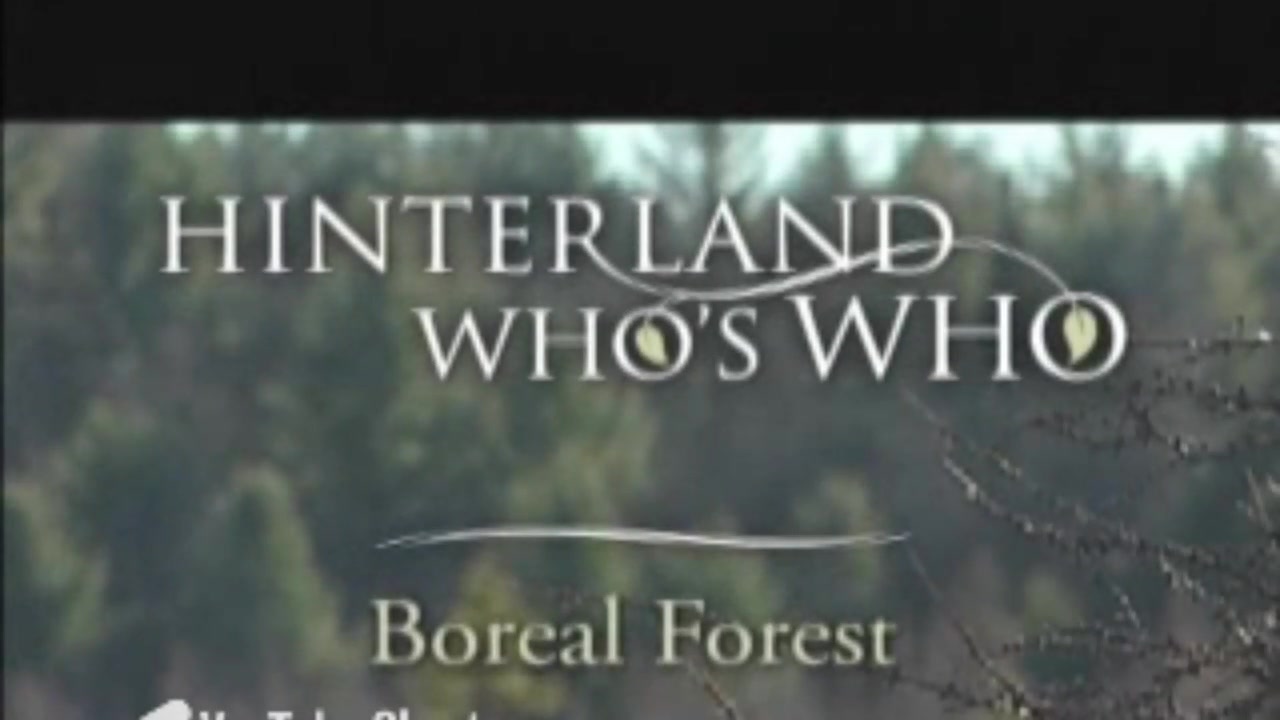 @Hinterland Who’s Who