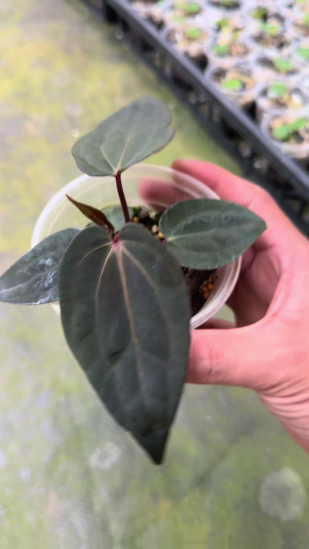 @KeepcầmKây🥦