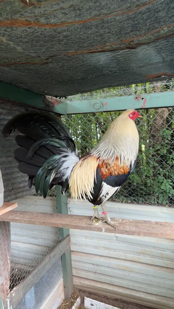 @Say when Sargents gamefarm