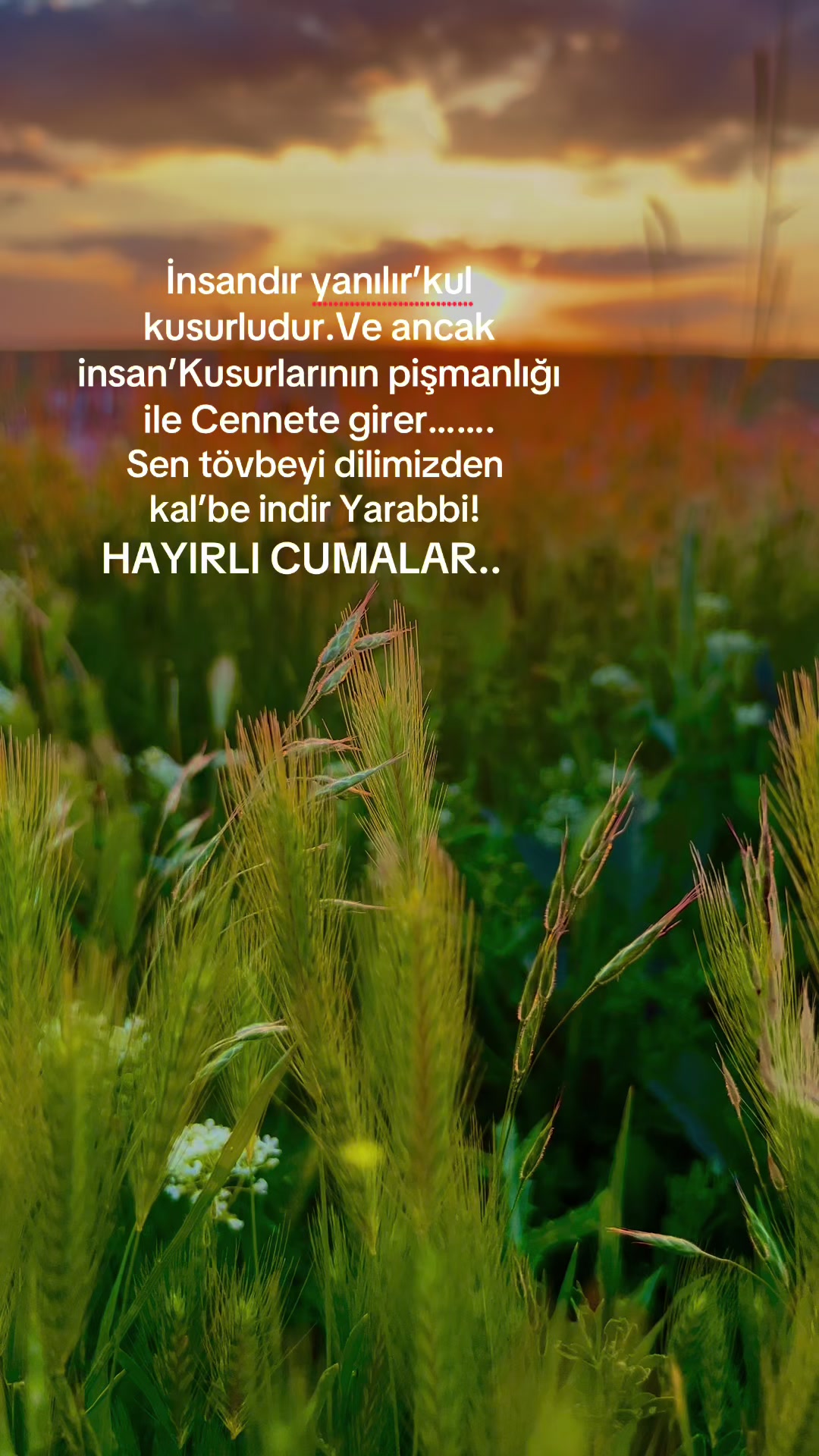 @dilekveli