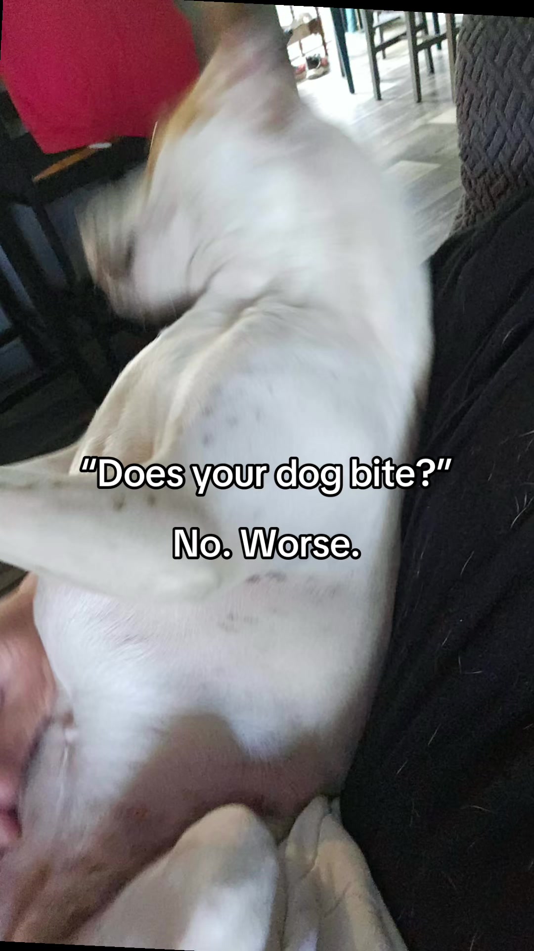 @Sproutie 🐶