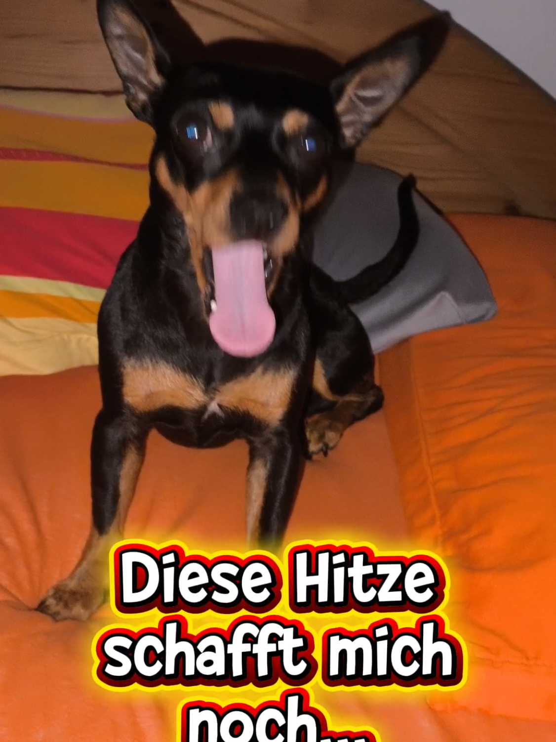 @ICH BIN'S